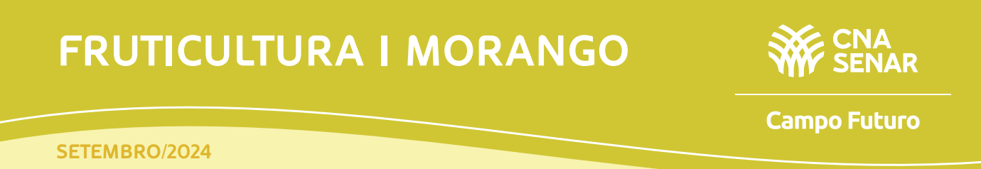 Mão-de-obra, embalagens e fertilizantes se destacam como principais itens de custo na produção de morango