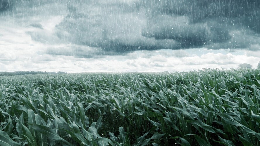 Embora moderada, La Niña coloca produtor em alerta