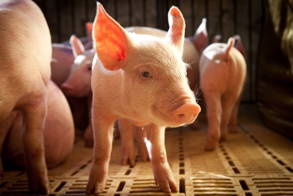 CNA debate demandas de produtores de aves e suínos