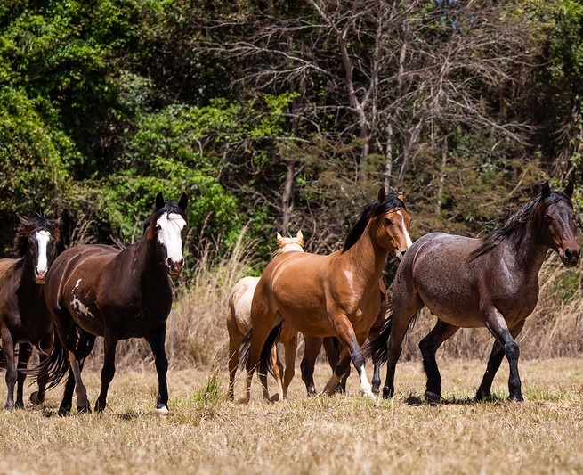 Comissão de Equideocultura da CNA discute ações para 2025