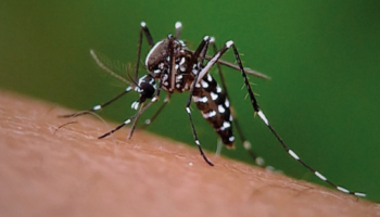 PRODUTOR RURAL, DENGUE É COISA SÉRIA!