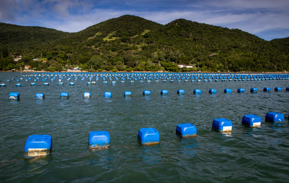 Acesse nosso flickr 👇