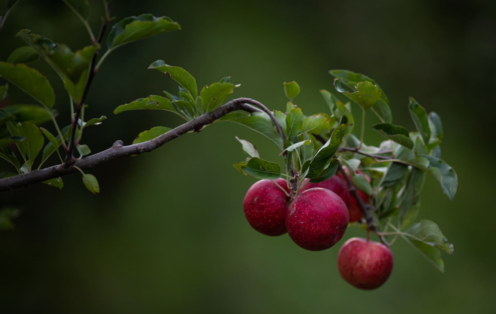 Acesse nosso flickr 👇