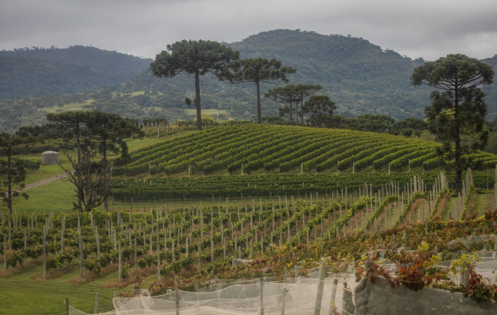 Acesse nosso flickr 👇