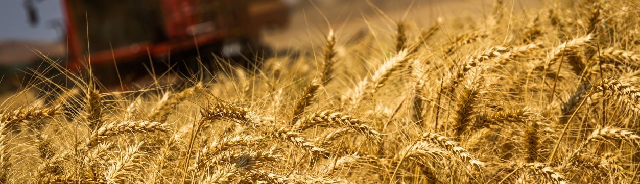 Cereais, Fibras e Oleaginosas