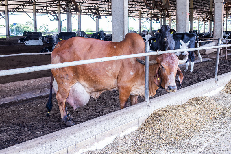 Produção de carnes, ovos e leite apresenta aumento no 1º tri de 2025, avalia CNA