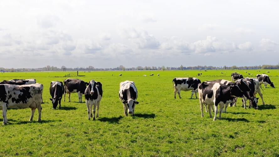 Paraná de olho no leite e no queijo de Minas