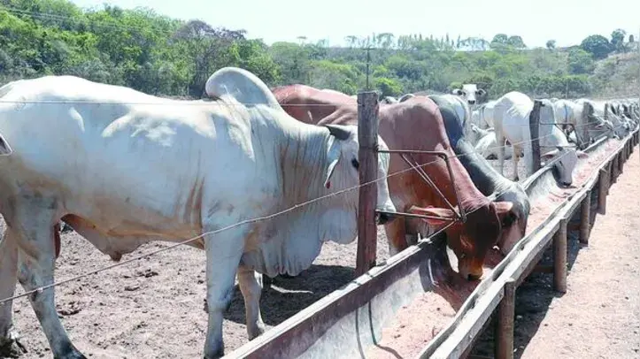 Agronegócio alagoano está pronto para ampliar fronteiras com exportação