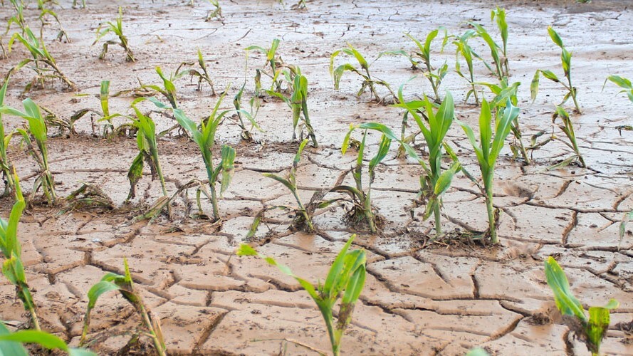 Critérios para renegociação de dívidas rurais excluem produtores mais afetados, alerta Sistema FAEP