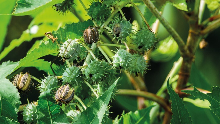 Mamona é vilã no campo e nos armazéns