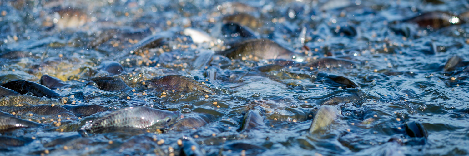 A pedido do Sistema FAEP, Governo do Paraná reduz ICMS sobre ração para peixe