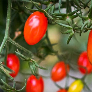 Programa que permite ao produtor brasileiro realizar a rastreabilidade e rotulagem de Frutas e Hortaliças de forma gratuita