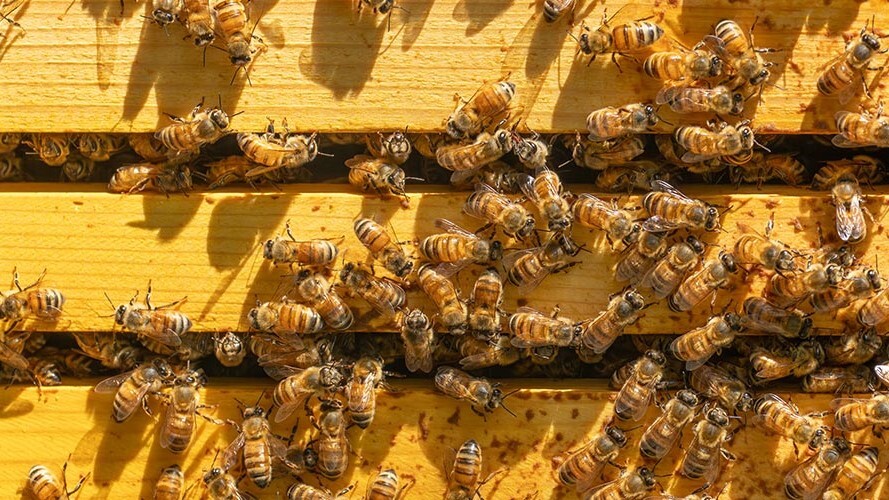 ATeG entrega soluções à grupo de apicultores de Ortigueira