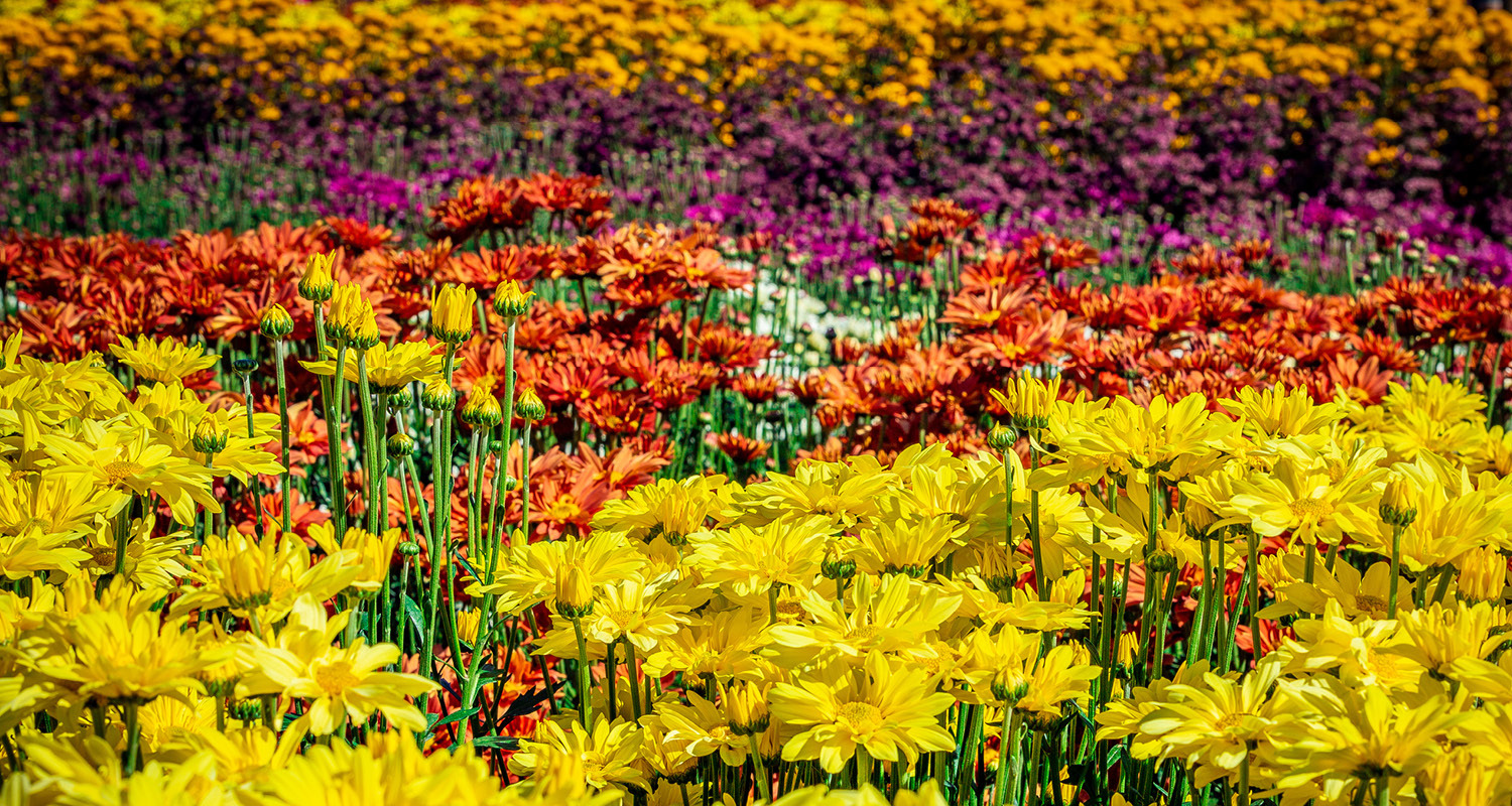 Mão de obra pode limitar crescimento do setor de flores e plantas ornamentais em 2025