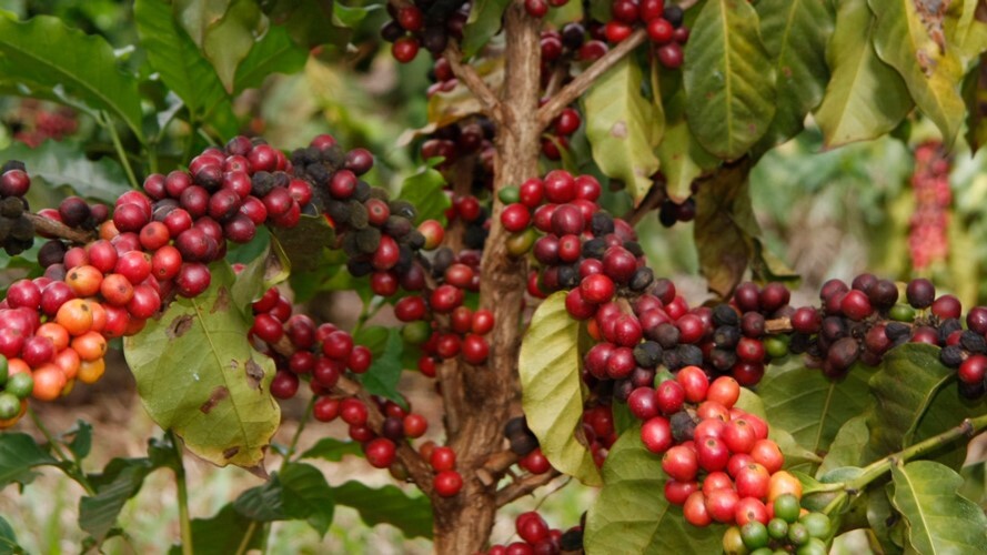 Sistema FAEP pede reforço na segurança diante de roubos de café