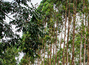 Processos Gerenciais