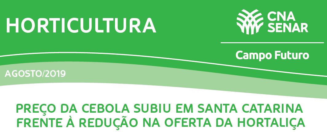 Preço da cebola subiu em SC frente à redução na oferta de hortaliça