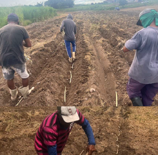 Programa Forrageiras do Ceará encerra 2025 com quase 500 Unidades Disseminadoras de Tecnologia