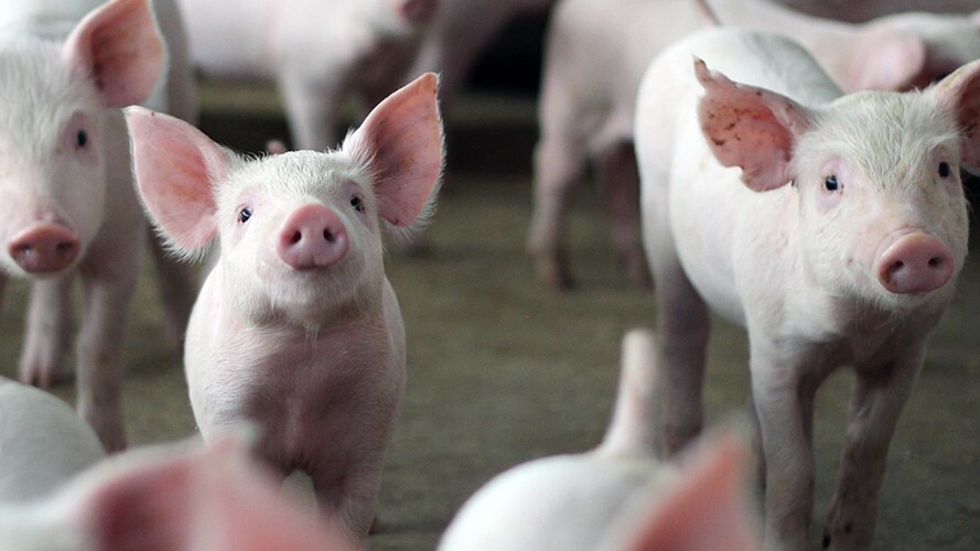 Apesar do recorde de produção, suinocultura não melhora remuneração ao produtor