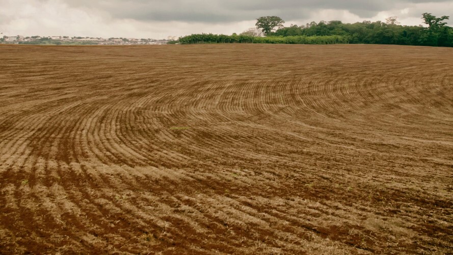 Vazio sanitário da soja no Paraná começa em junho