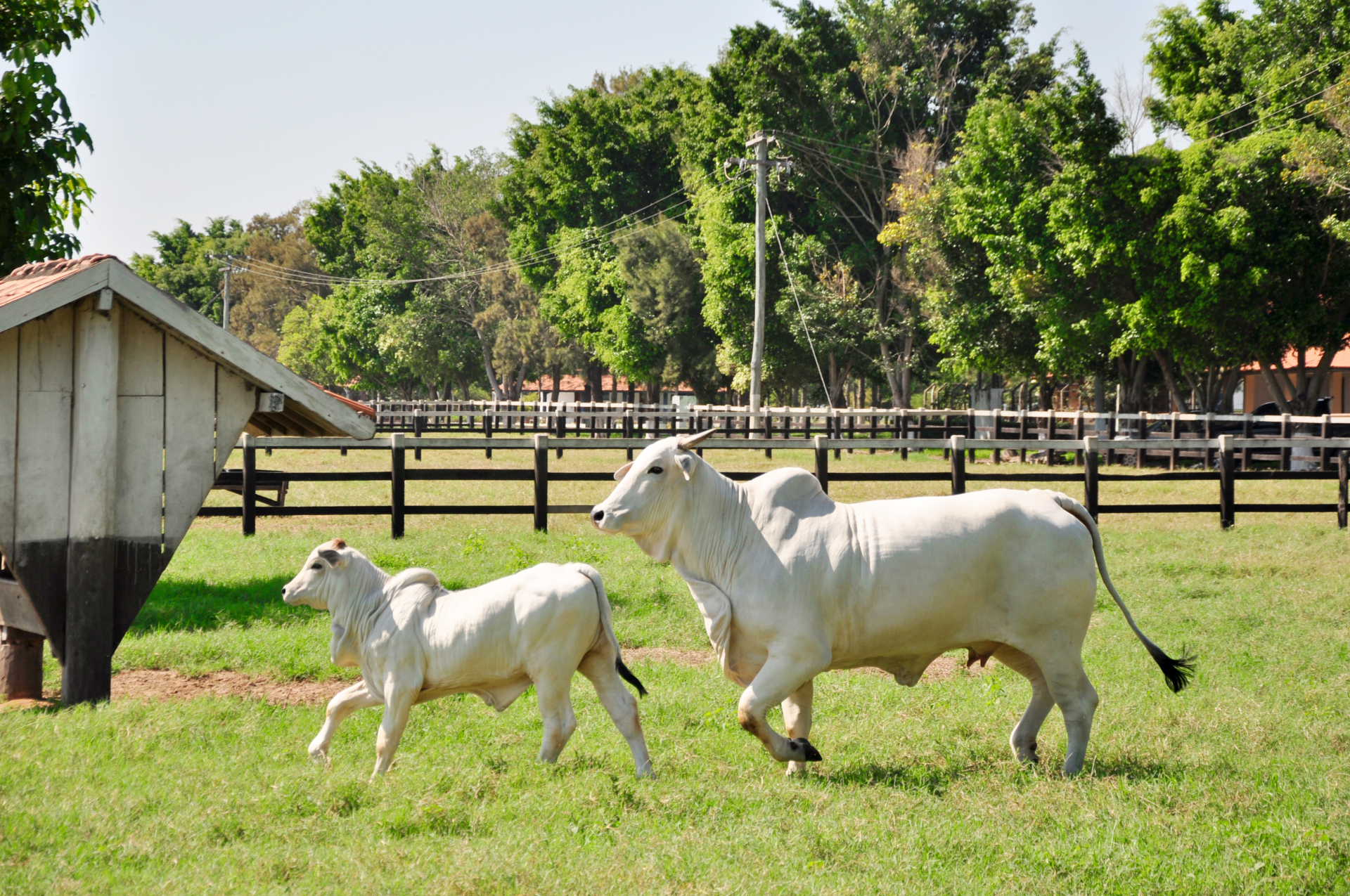Com o mercado mais firme, como o produtor pode se preparar para a fase de alta do ciclo pecuário